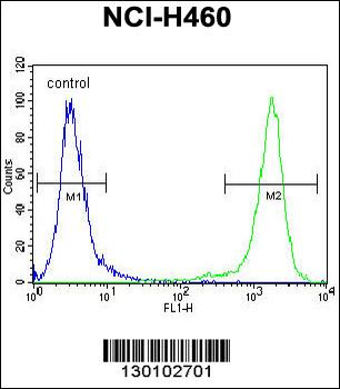 VSTM4 Antibody (Center)