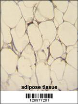 FBLN7 Antibody (N-term)