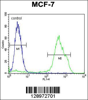RNF19B Antibody (Center)