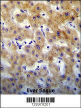 KTAP2 Antibody (C-term)