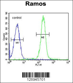 TTC9C Antibody (N-term)