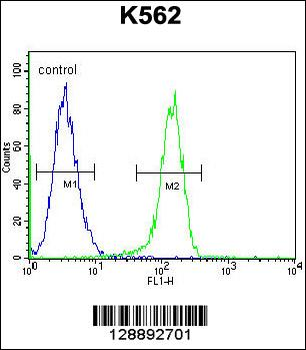 MYO19 Antibody (Center)