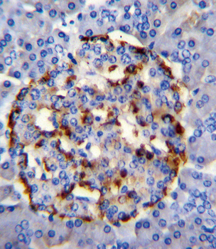 PLA2G2D Antibody (C-term)
