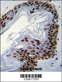 IFI35 Antibody (N-term R30)