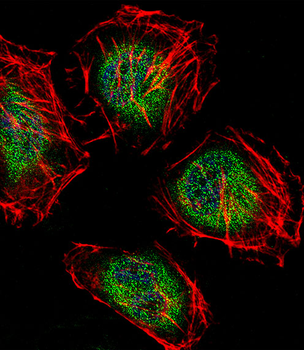 CAF-1 Antibody (N-term)