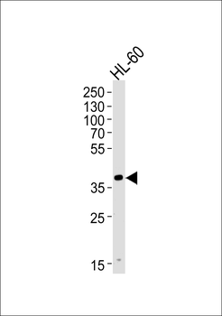 HPR Antibody (Center)