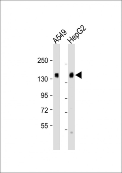 CD130 Antibody (C-term)