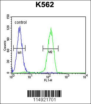 LARS2 Antibody (Center)