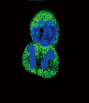 His6-DEP-1 Antibody