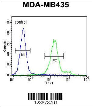 OR6V1 Antibody (C-term)