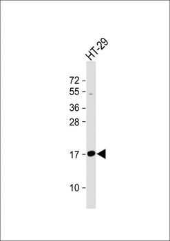 IFITM5 Antibody (Center)