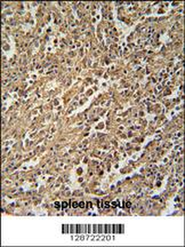 ENASE Antibody (Center)
