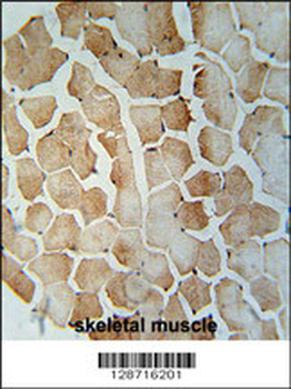 SRBD1 Antibody (C-term)