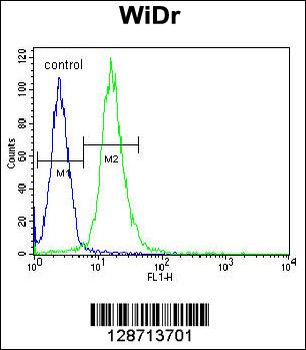 WDR5B Antibody (N-term)