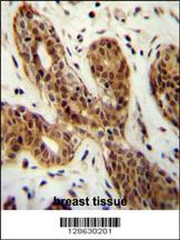 CI150 Antibody (N-term)