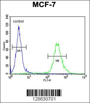 CI150 Antibody (N-term)