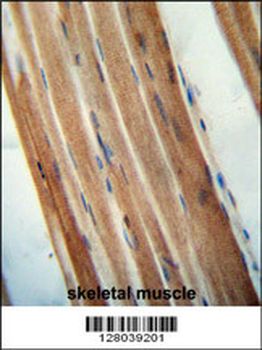 TMCO7 Antibody (C-term)
