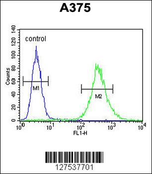 ZCCHC17 Antibody (Center)