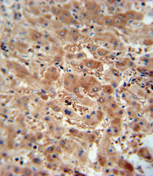 ASAP3 Antibody (N-term)