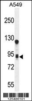 TM168 Antibody (C-term)