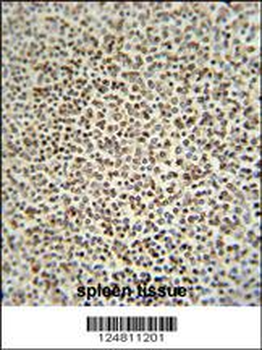 ZC12A Antibody (Center)