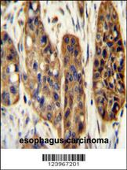 KIAA1324L Antibody (N-term)