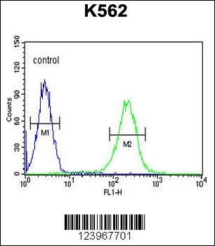 KIAA1324L Antibody (N-term)