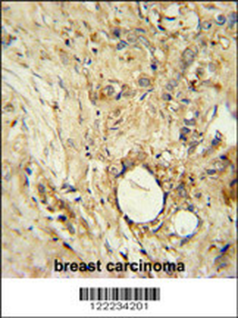 ITIH5 Antibody (C-term)