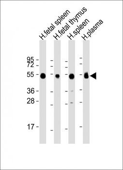 IGHG1 Antibody (Center)