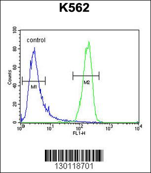 ATP8A2 Antibody (N-term)