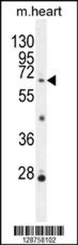 NKPD1 Antibody (C-term)