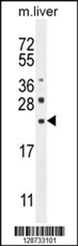 CLEC2L Antibody (N-term)
