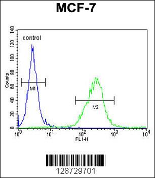 OR6C4 Antibody (C-term)