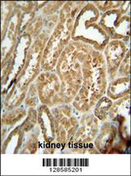 EFHB Antibody (N-term)