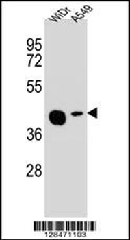 AMAC1L2 Antibody (N-term)