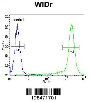 AMAC1L2 Antibody (N-term)