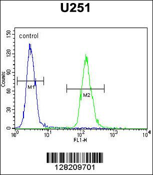 ZNF536 Antibody (N-term)