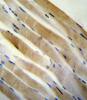 PRKAA2 (Thr172) Antibody (Center)