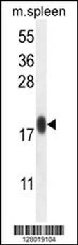 IMMP1L Antibody (C-term)