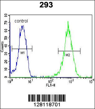LARP6 Antibody (N-term)