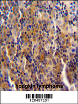 SYNE3 Antibody (C-term)