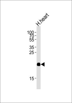 ORML2 Antibody (Center)