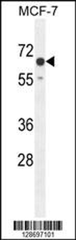 CO027 Antibody (C-term)