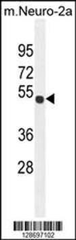 CO027 Antibody (C-term)