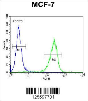 CO027 Antibody (C-term)