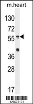 SP8 Antibody (C-term)