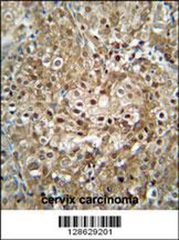 CF153 Antibody (C-term)