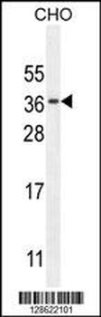 CK073 Antibody (N-term)