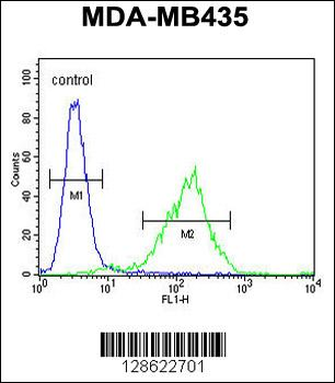 CK073 Antibody (N-term)