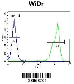 RT4I1 Antibody (C-term)